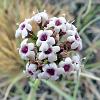 Valeriana (Pulpy Valerian) - native